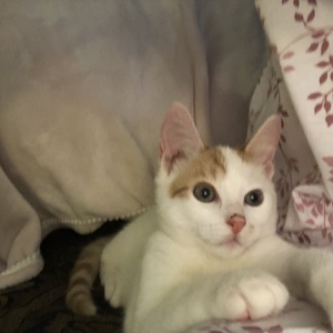 Fundraising Page: Karen Mitchell